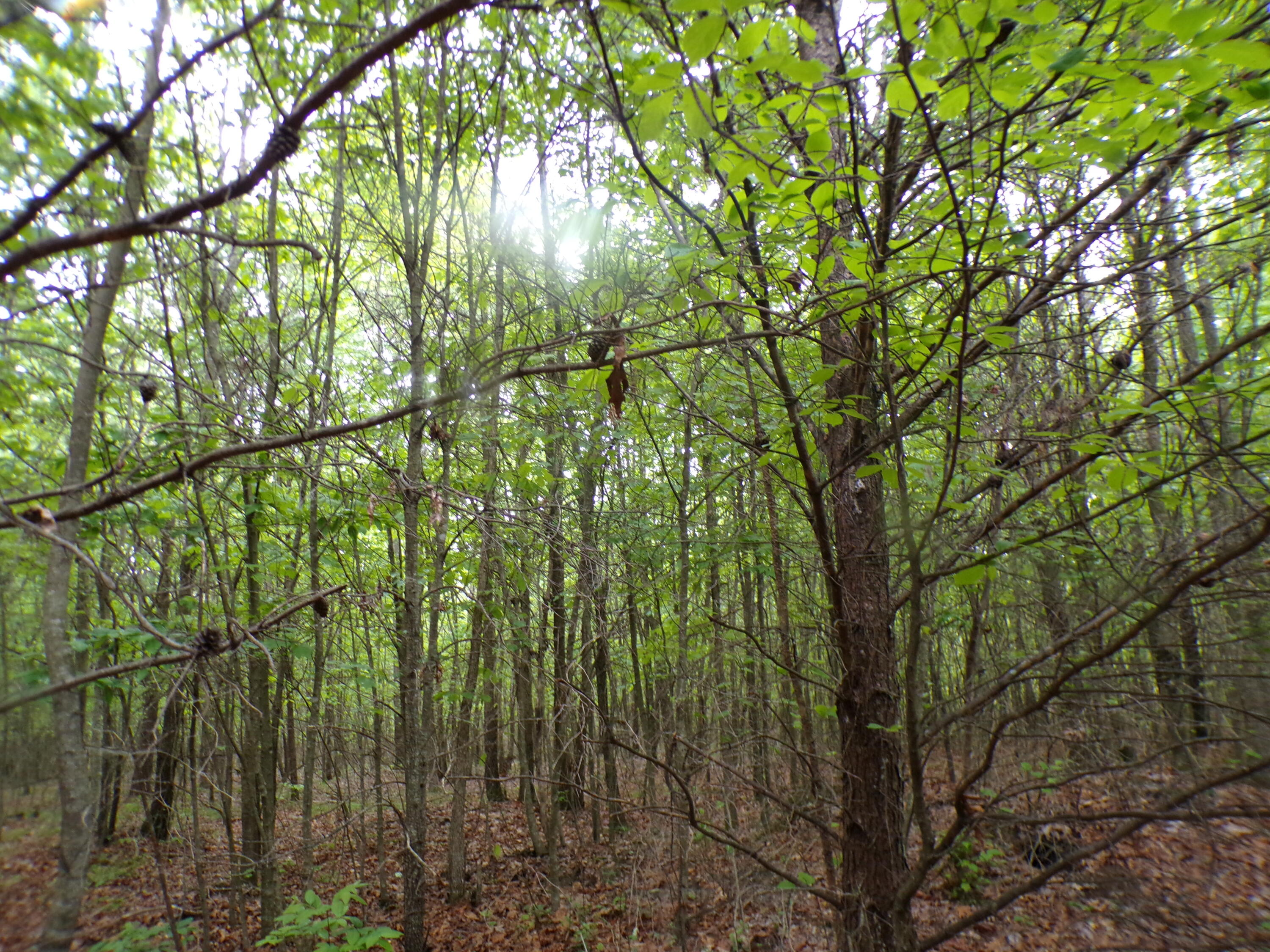 Goforth Road #10, Spencer, Tennessee image 49