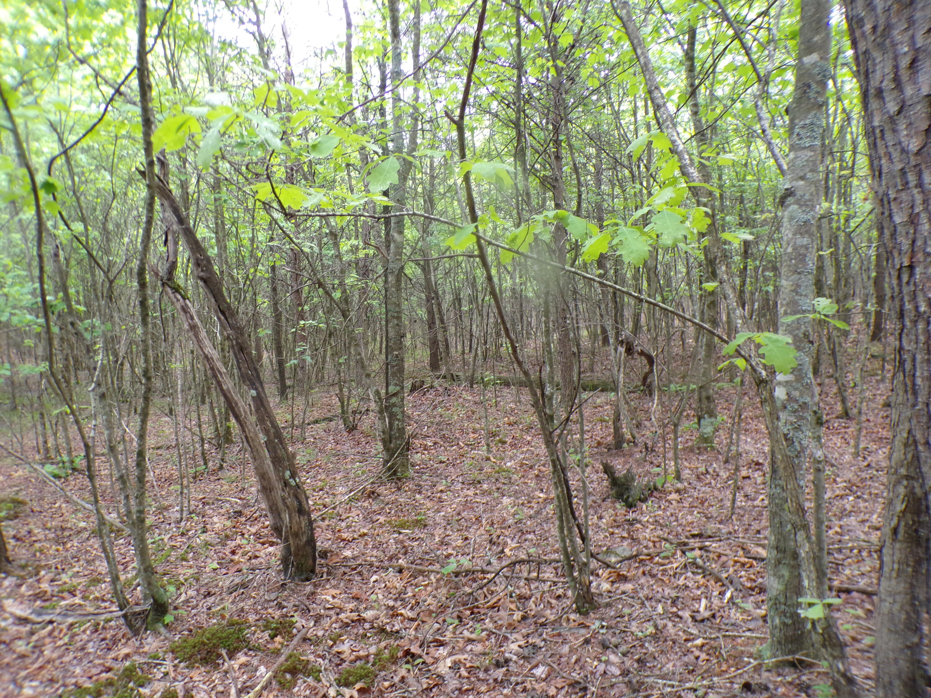 Goforth Road #10, Spencer, Tennessee image 38