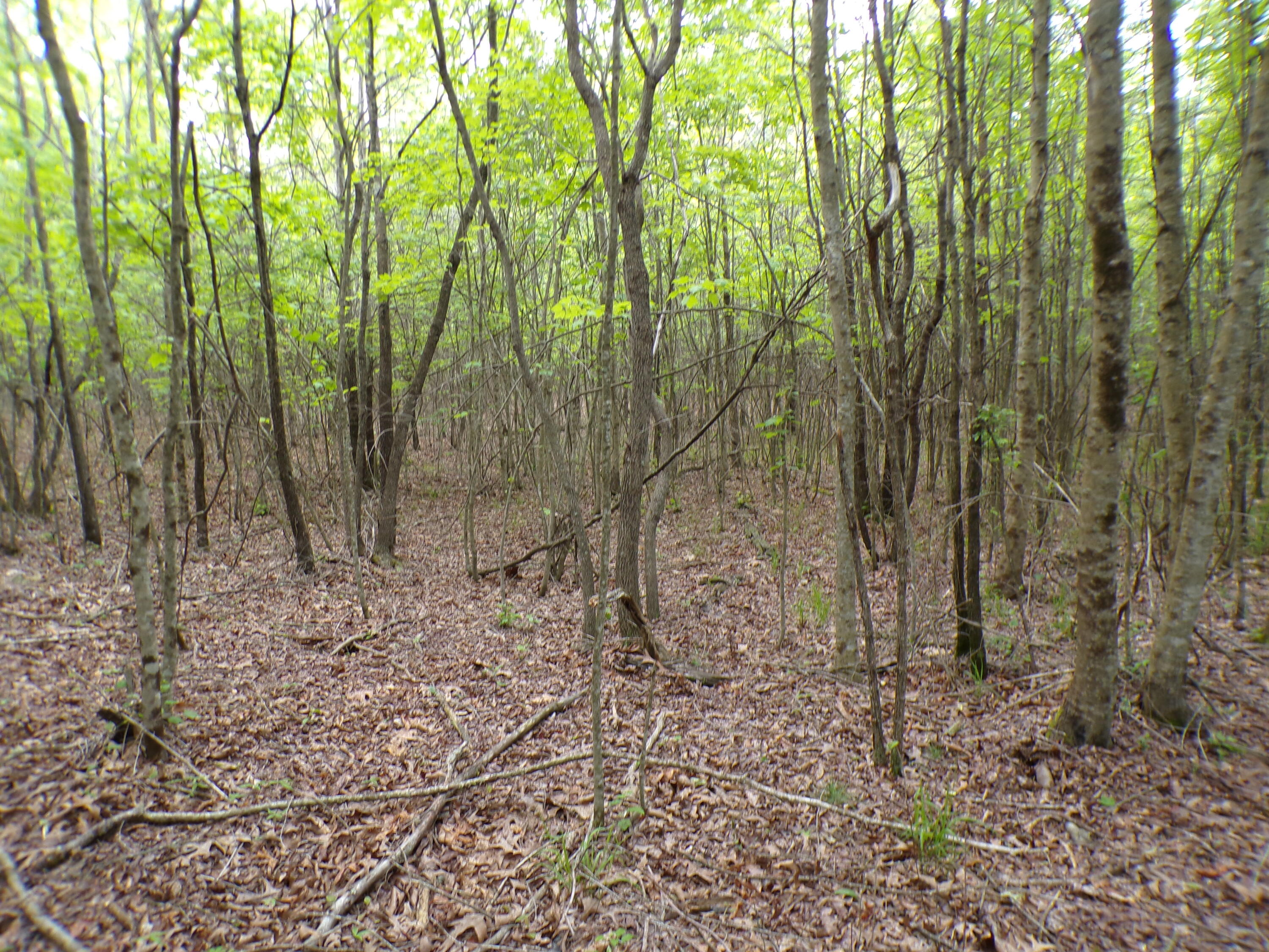 Goforth Road #10, Spencer, Tennessee image 3