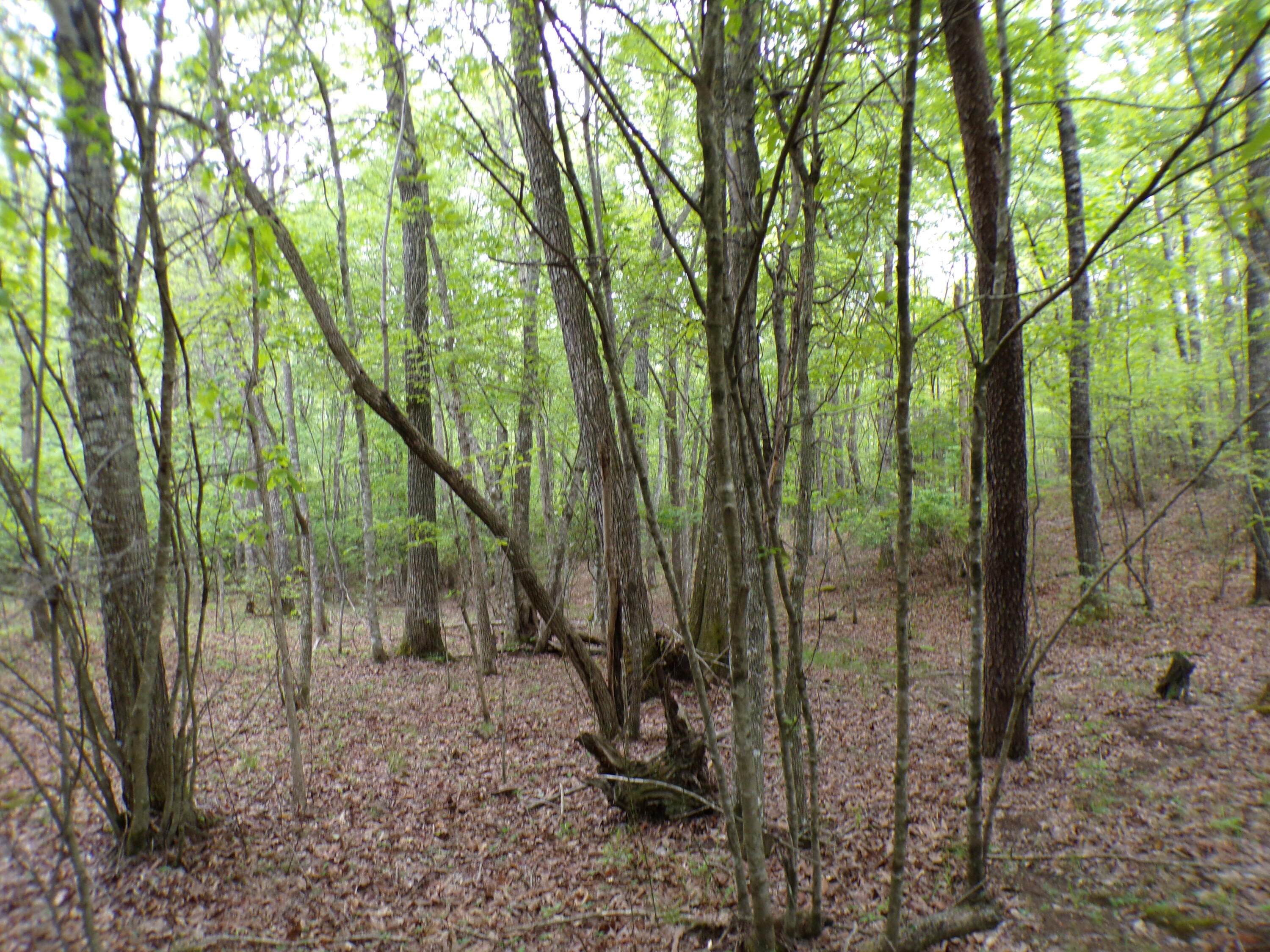 Goforth Road #10, Spencer, Tennessee image 17