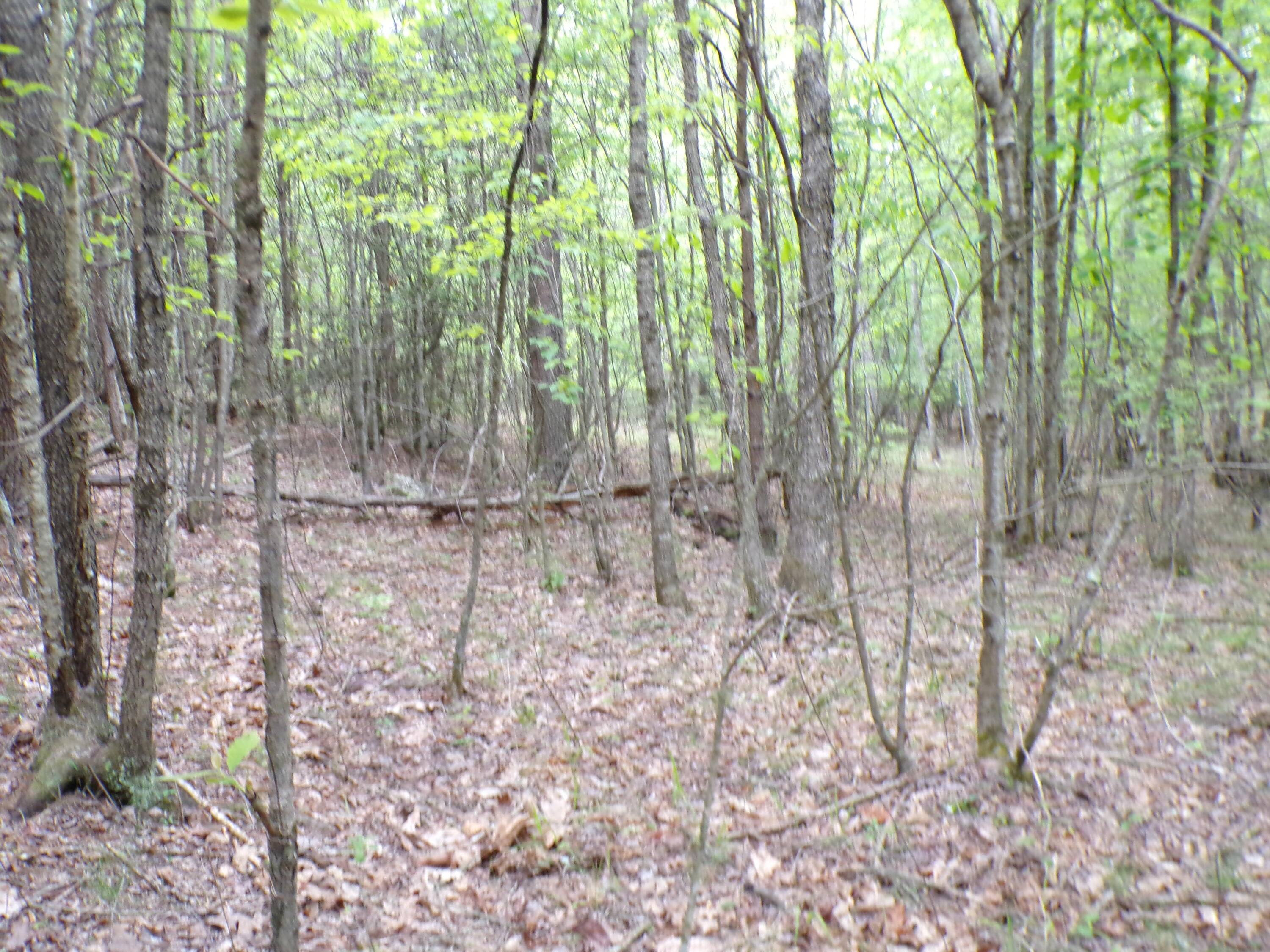 Goforth Road #10, Spencer, Tennessee image 15