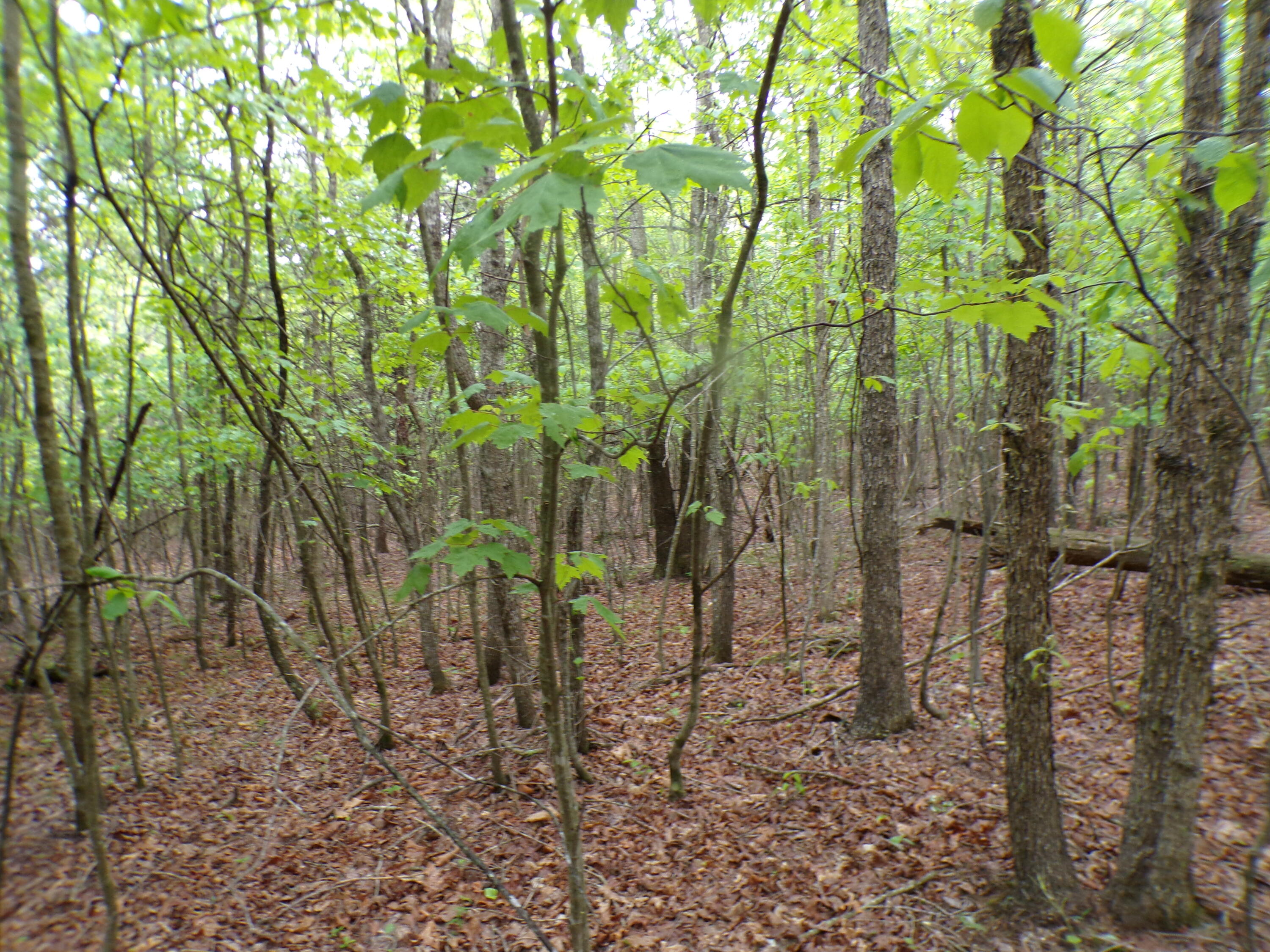 Goforth Road #10, Spencer, Tennessee image 41