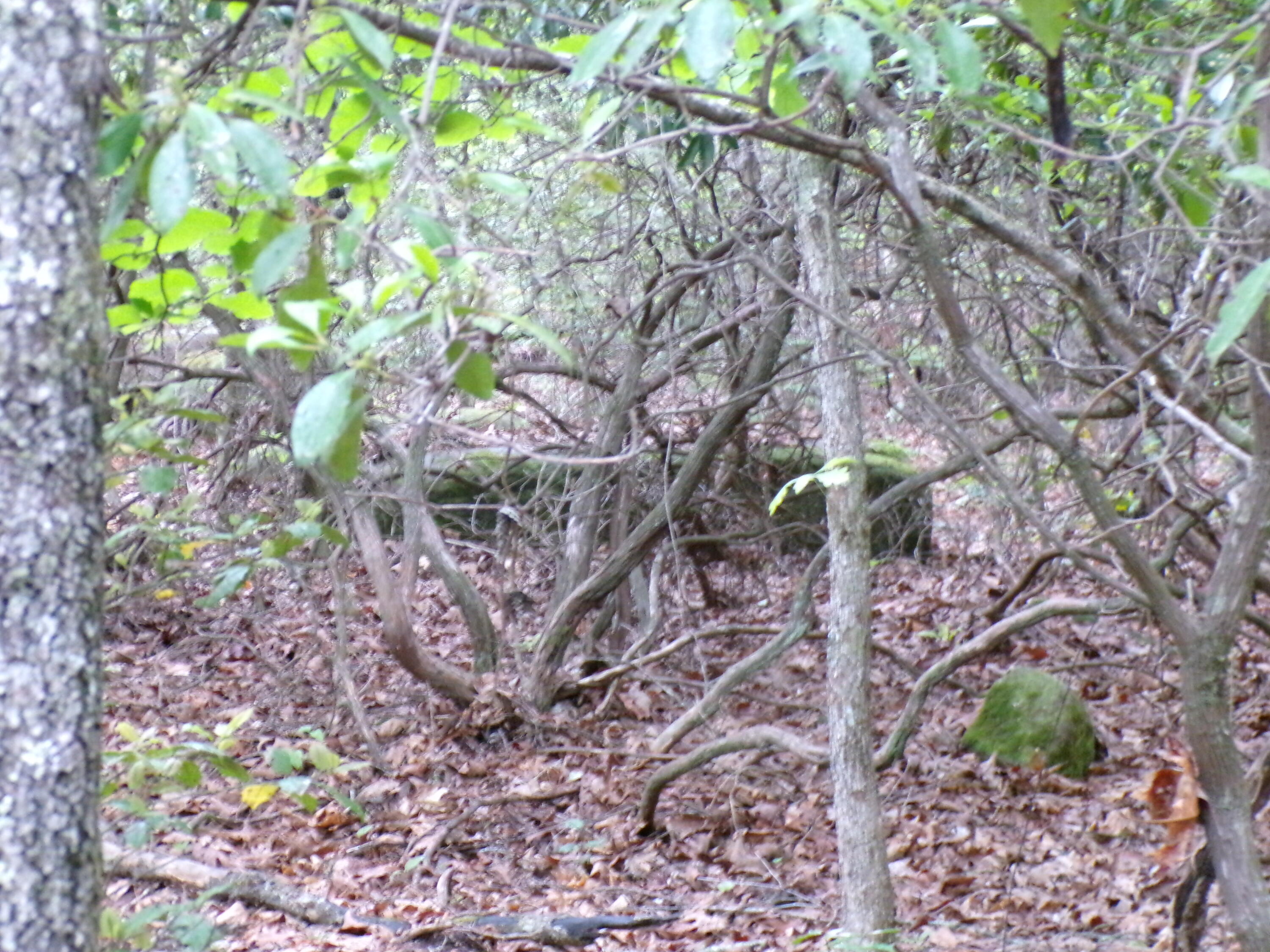 Goforth Road #10, Spencer, Tennessee image 33