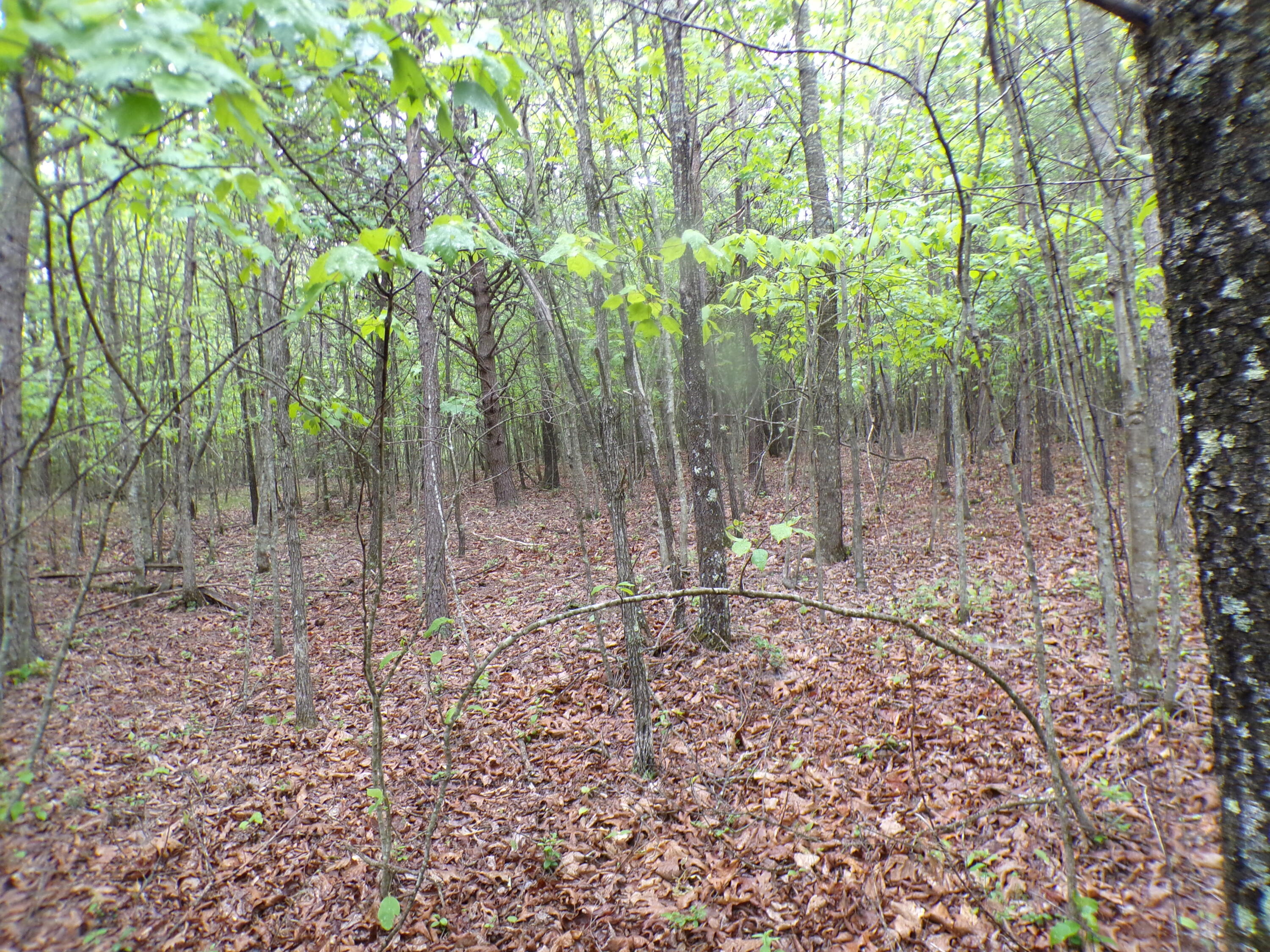 Goforth Road #10, Spencer, Tennessee image 40