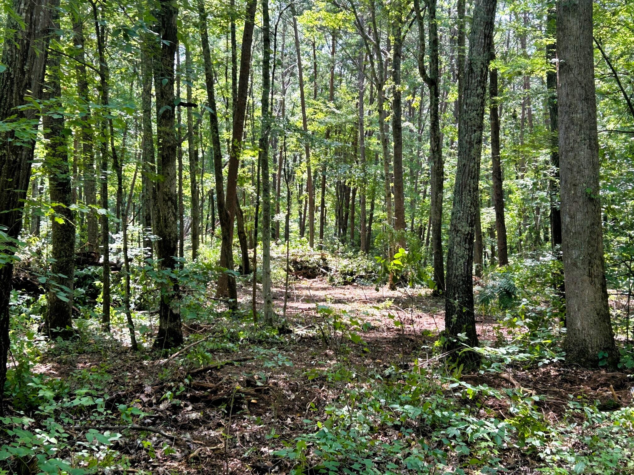Tract 5 Pleasant Hill Road