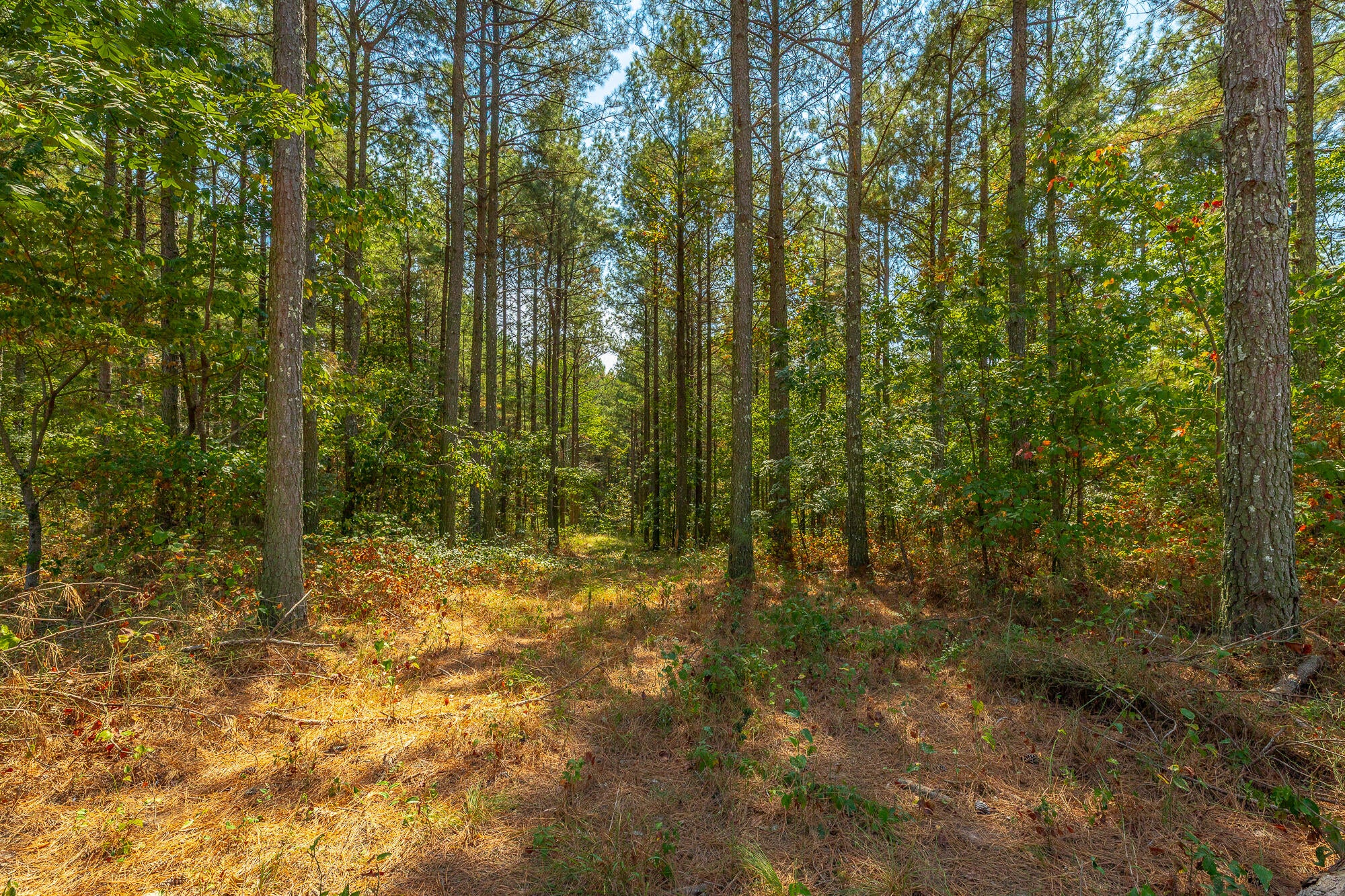 0 Constellation Court Lot 2039