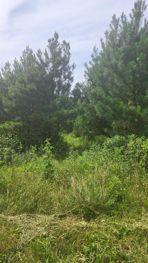 Lot23 Pine Lake Est /waller Road, Pikeville, Tennessee image 12