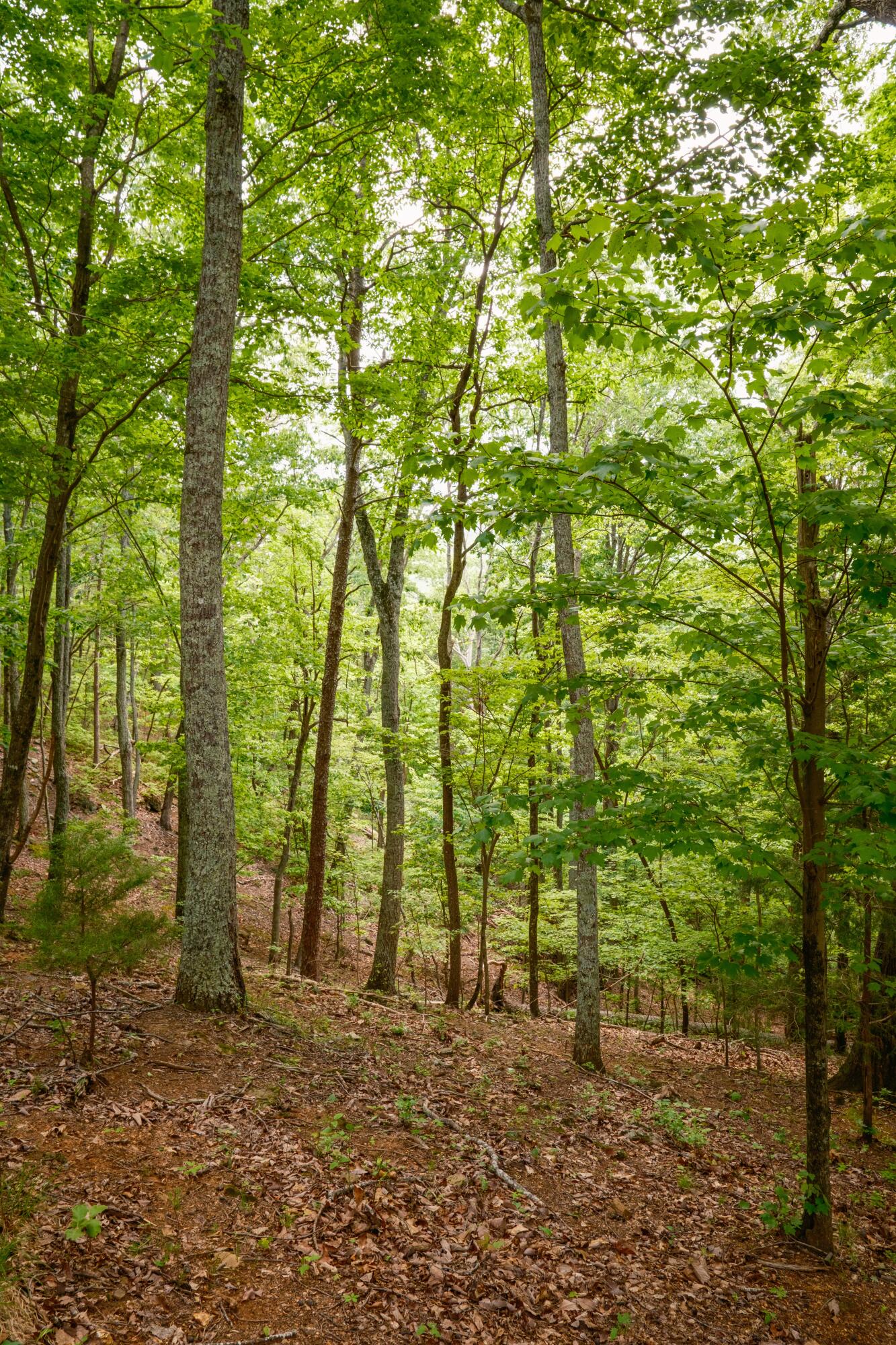 6971 W Cove Road, Chickamauga, Georgia image 15