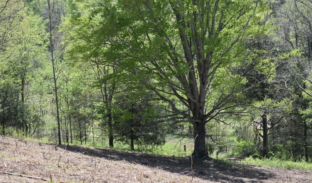 Buckner Ridge Road, Bon Aqua, Tennessee image 15