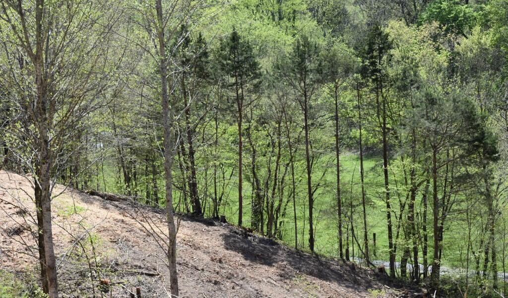Buckner Ridge Road, Bon Aqua, Tennessee image 11