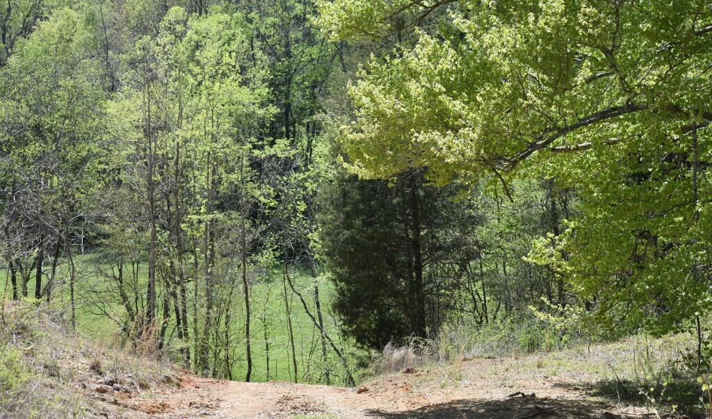 Buckner Ridge Road, Bon Aqua, Tennessee image 16