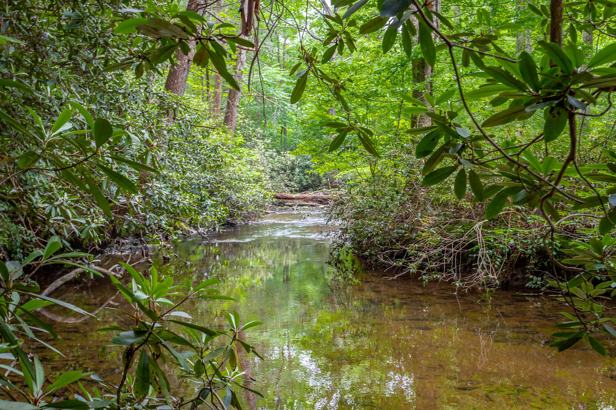 110 Goldminers Road, Tellico Plains, Tennessee image 8