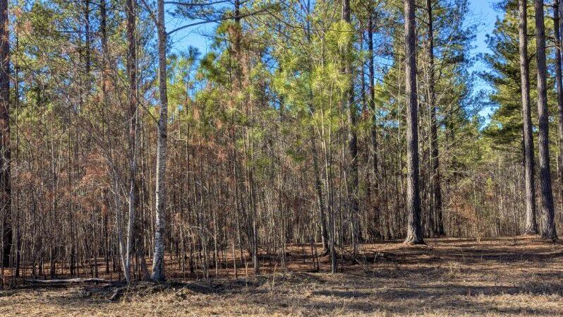 Buck Crossing Drive #LOT 1024, Guild, Tennessee image 18