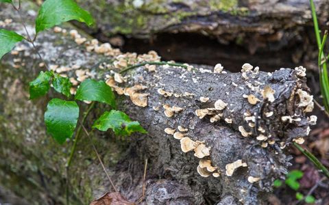 Tiny photo for 2907 Mowbray Pike, Soddy Daisy, TN 37379 (MLS # 1522627)