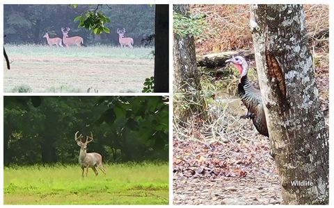 Tiny photo for 2907 Mowbray Pike, Soddy Daisy, TN 37379 (MLS # 1522627)