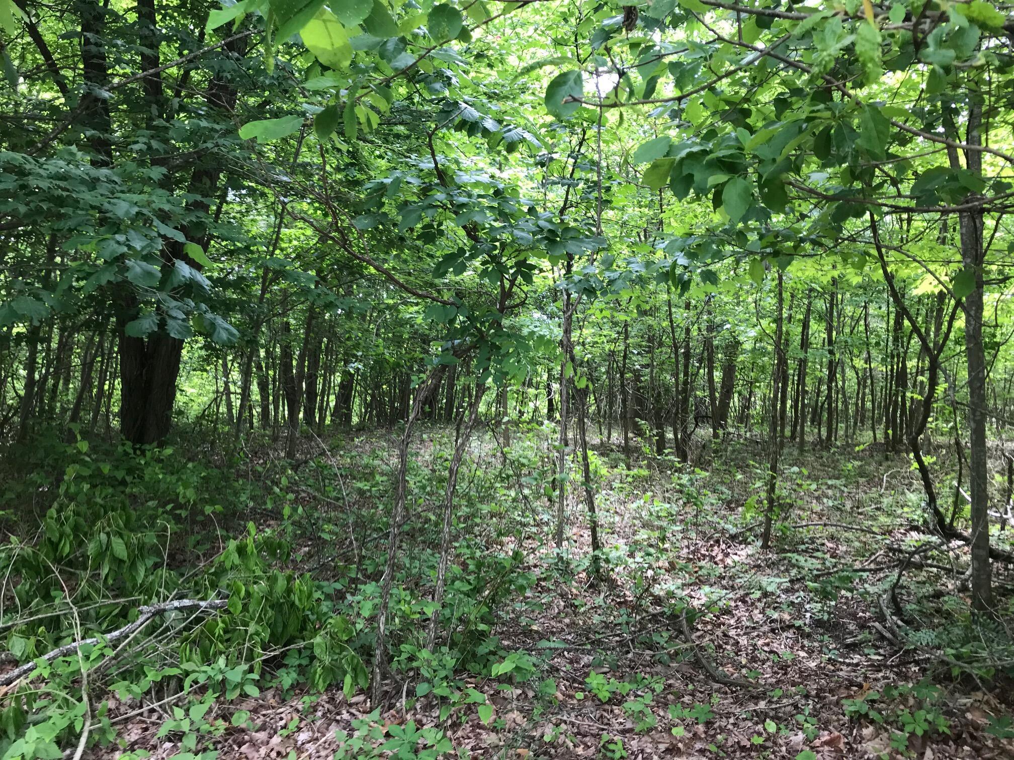 Lot 512 Wilderness Way, Dunlap, Tennessee image 4