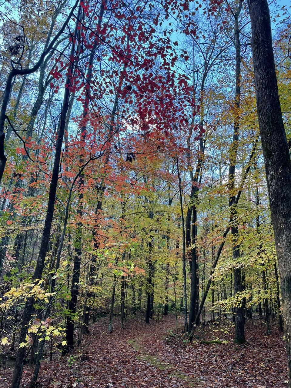 577 Rock Ridge Rd Road, Valley Head, Alabama image 15