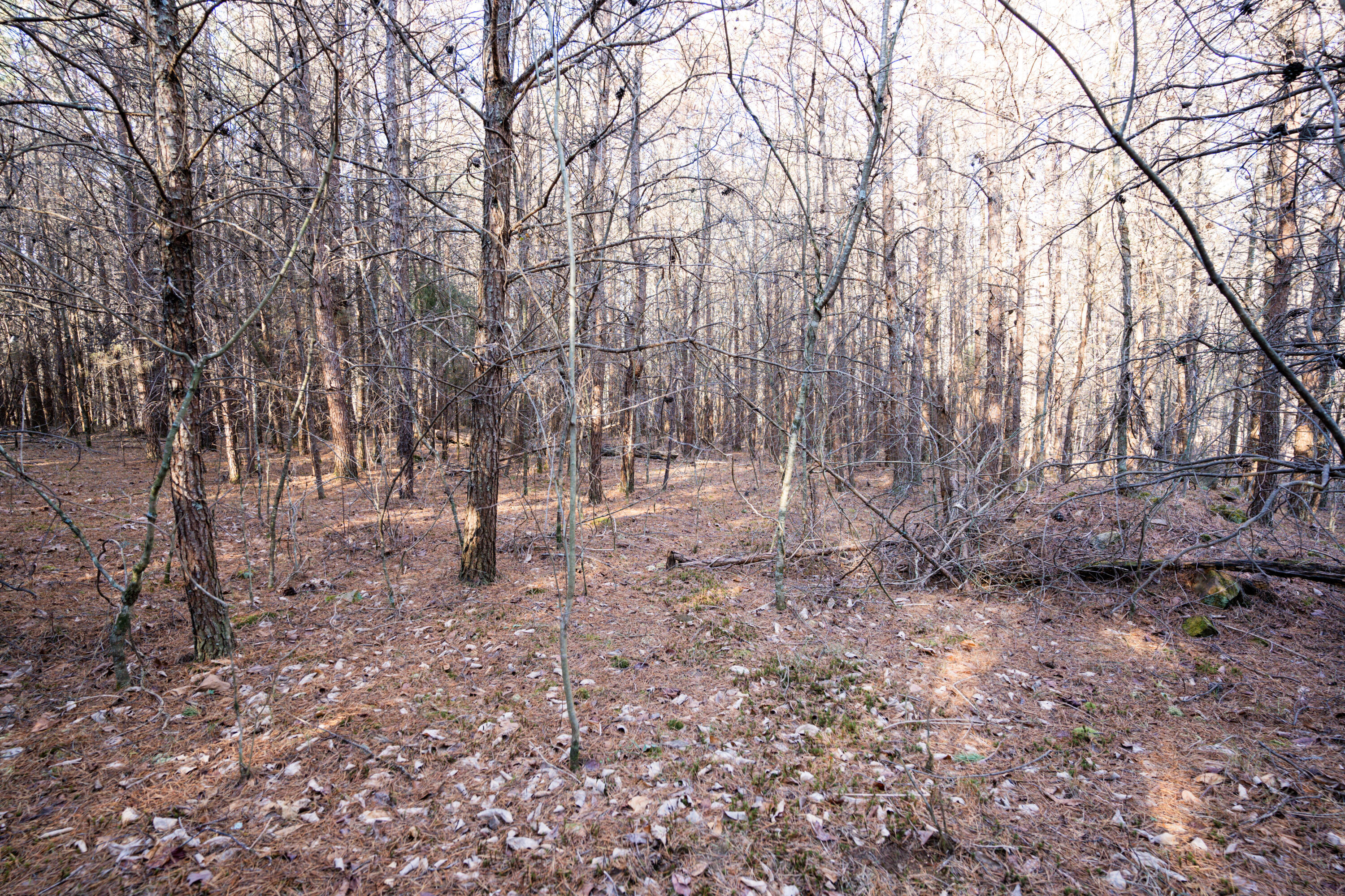 3 Acres Denvil Drive, Trenton, Georgia image 2