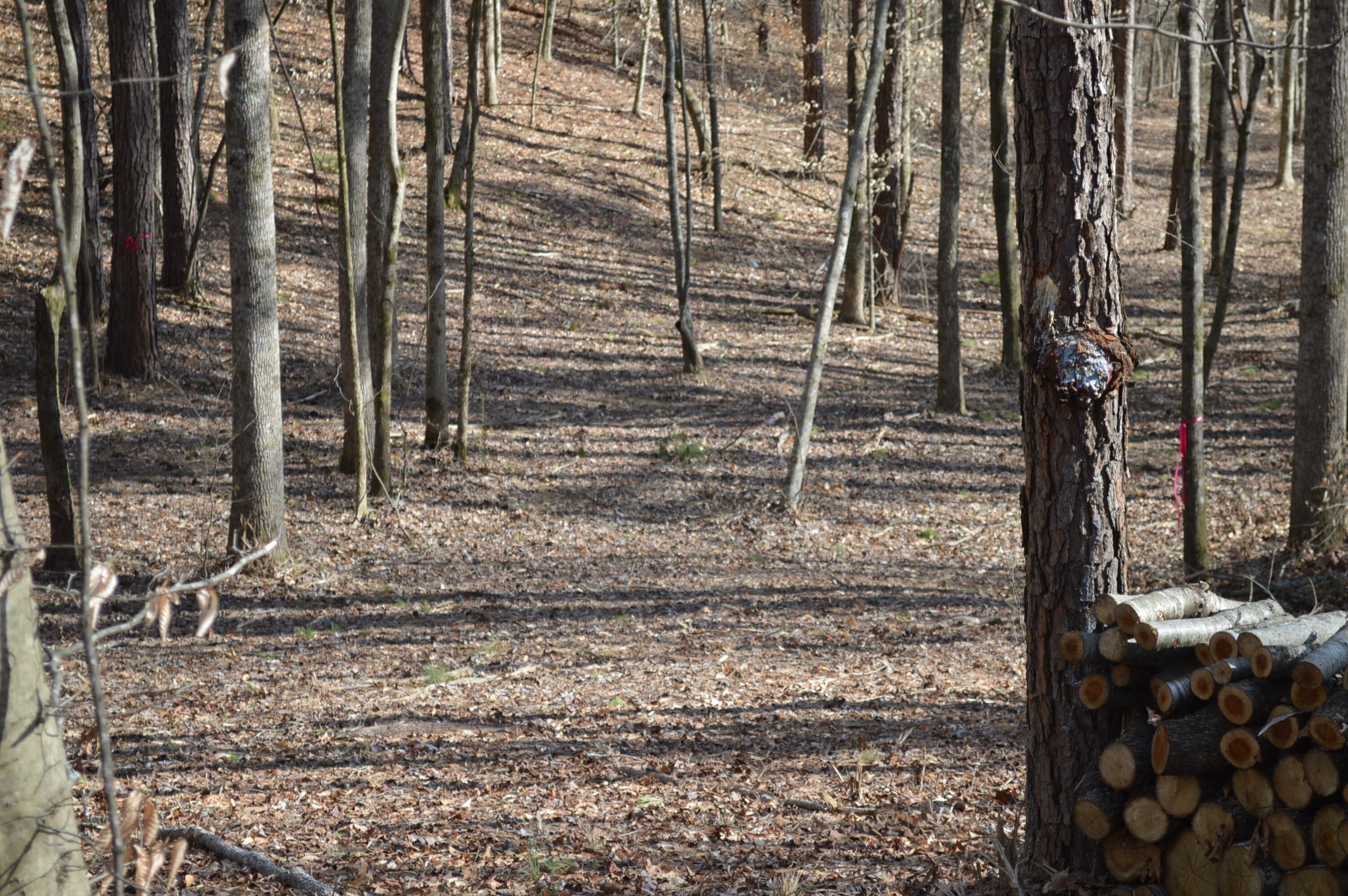 Lot 6 Old York Road, Cleveland, Tennessee image 2