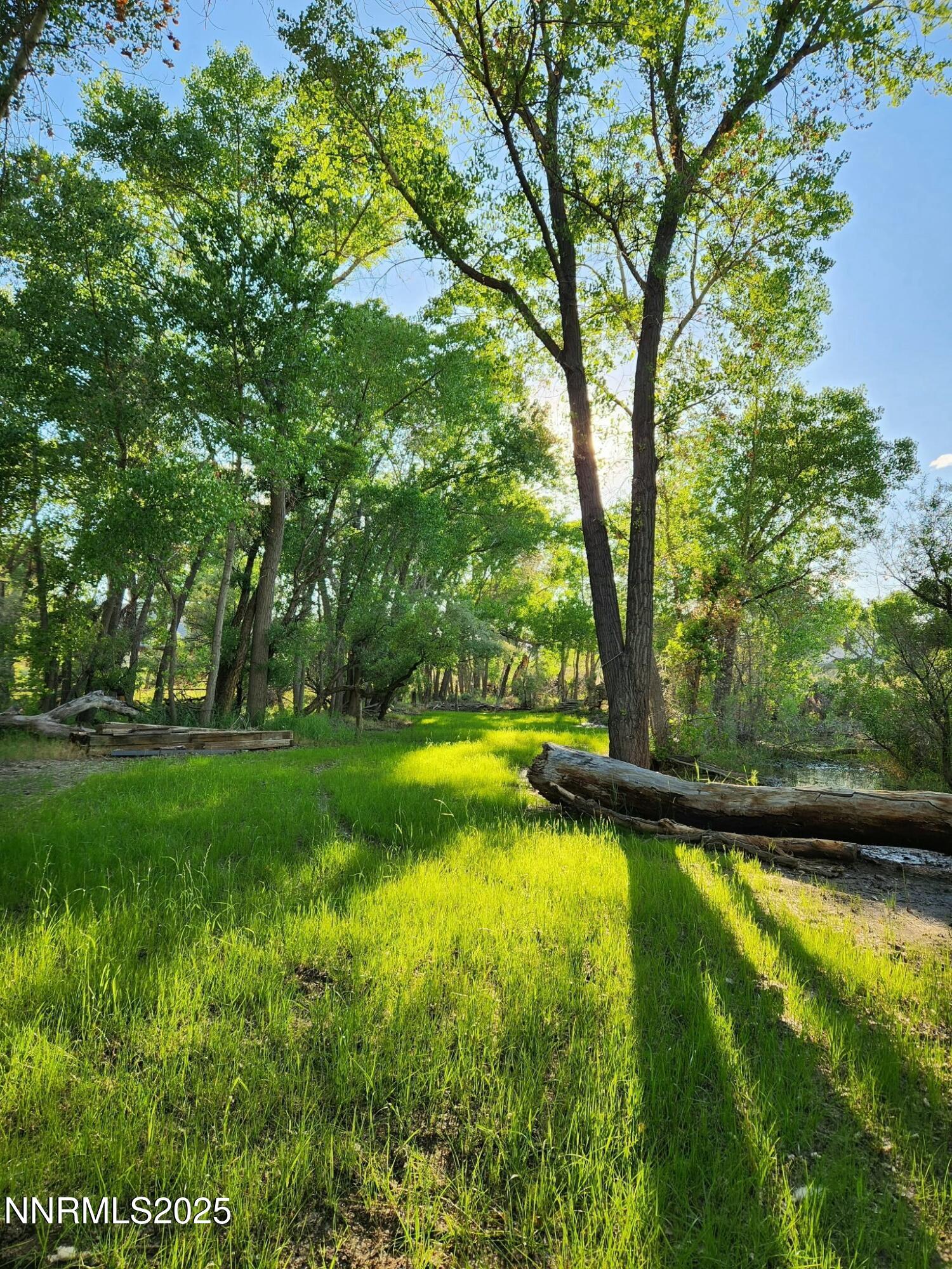 meadow with sun in trees