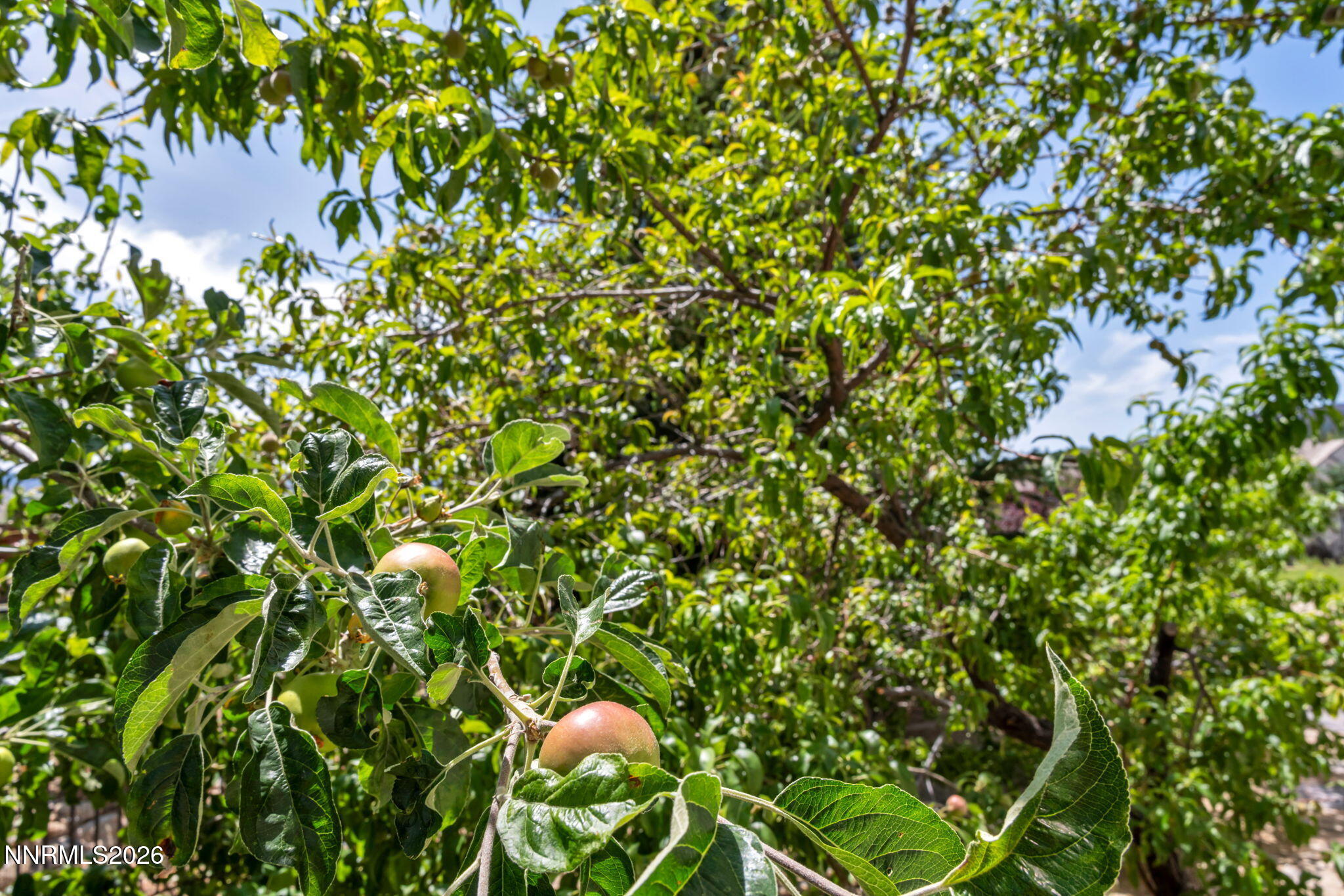 23-web-or-mls-5808-tannerwood-dr