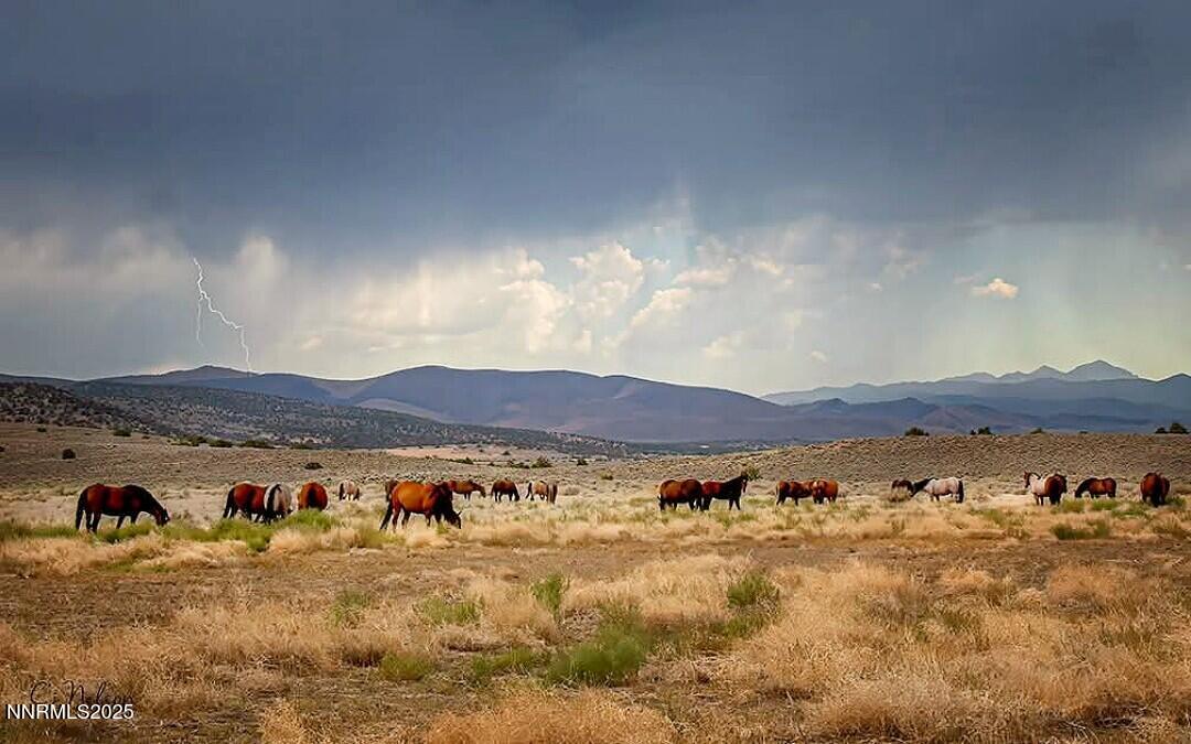 Horses