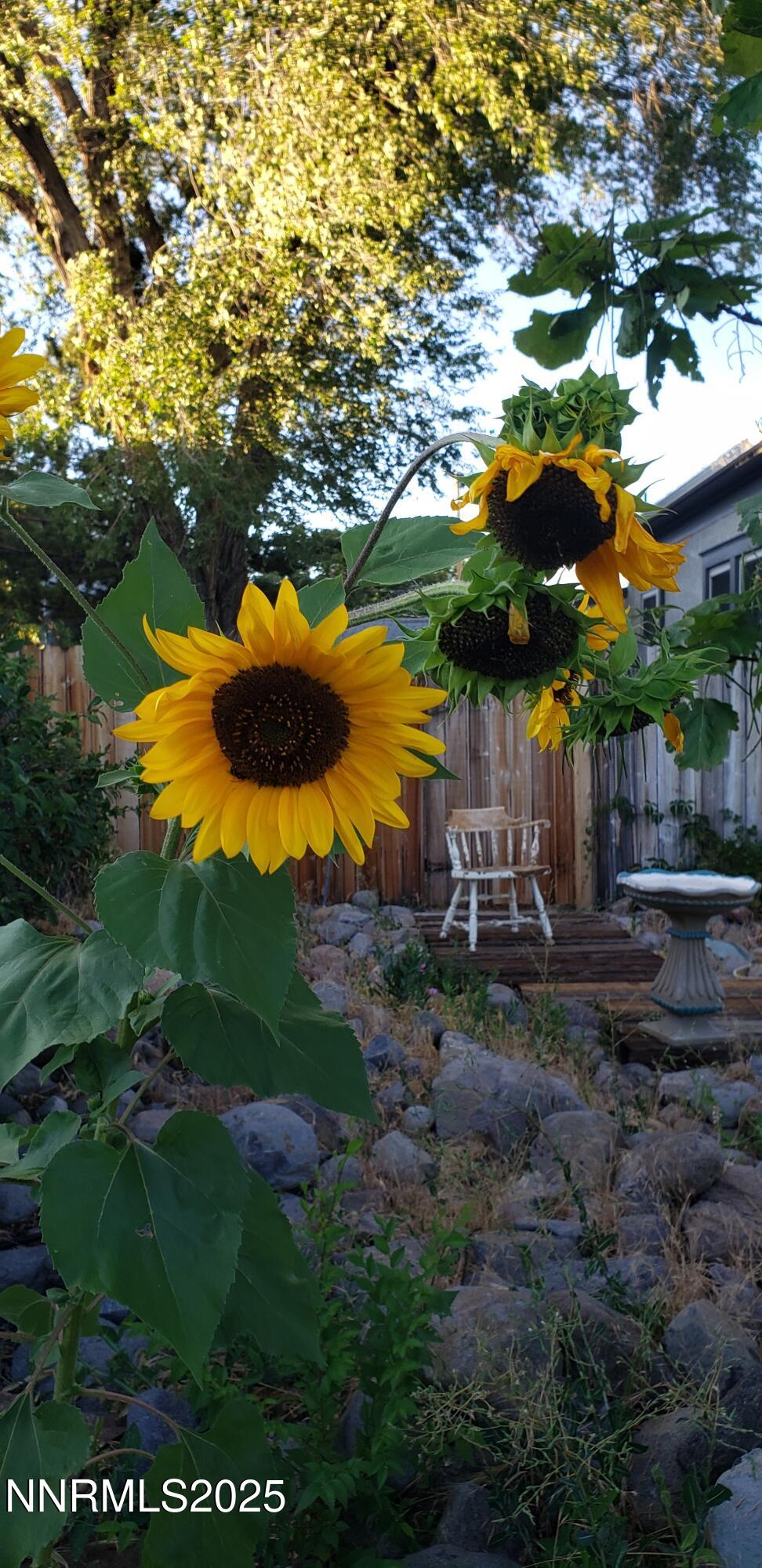 755 Walker sunflower