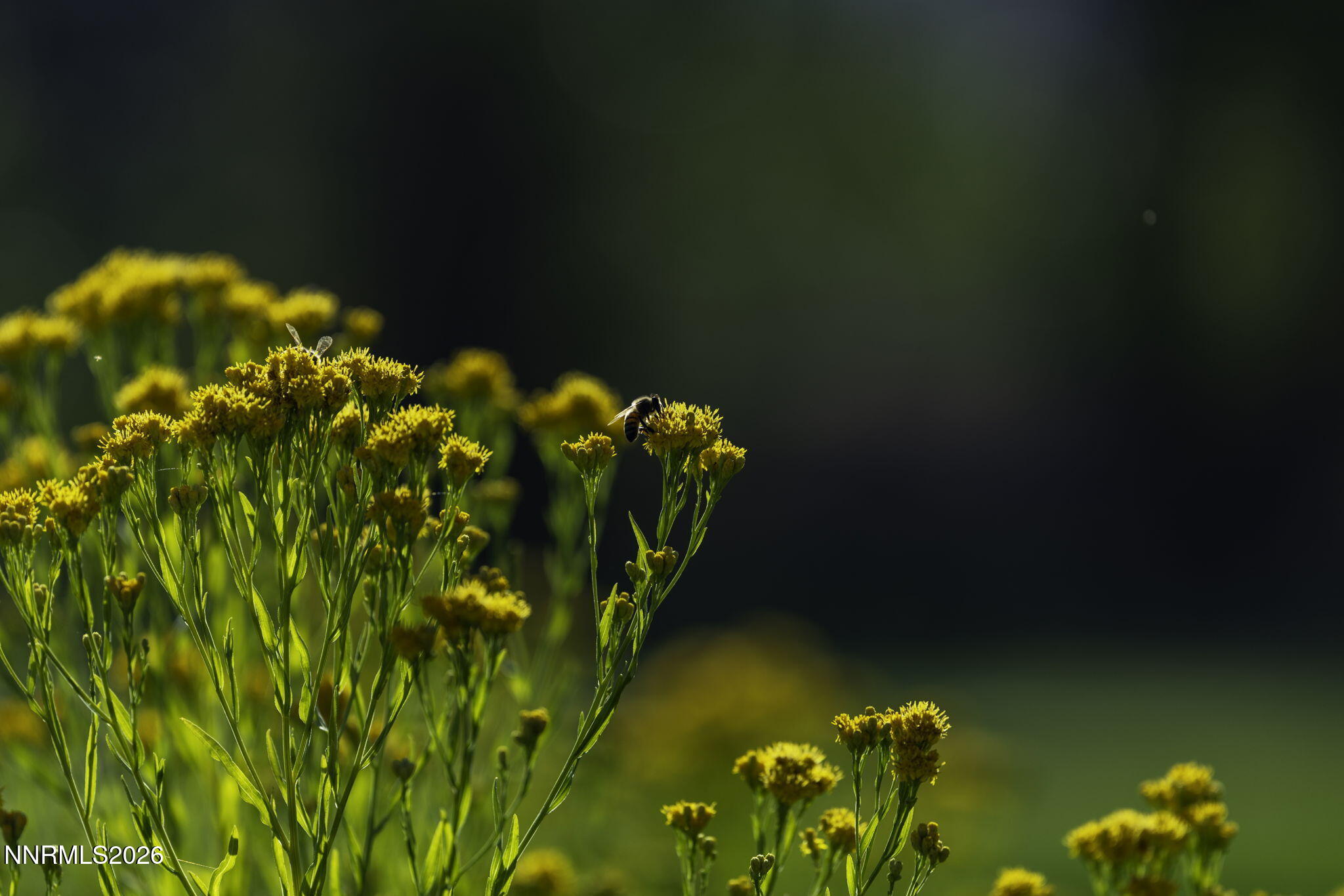 90-web-or-mls-1051 Riverview-82