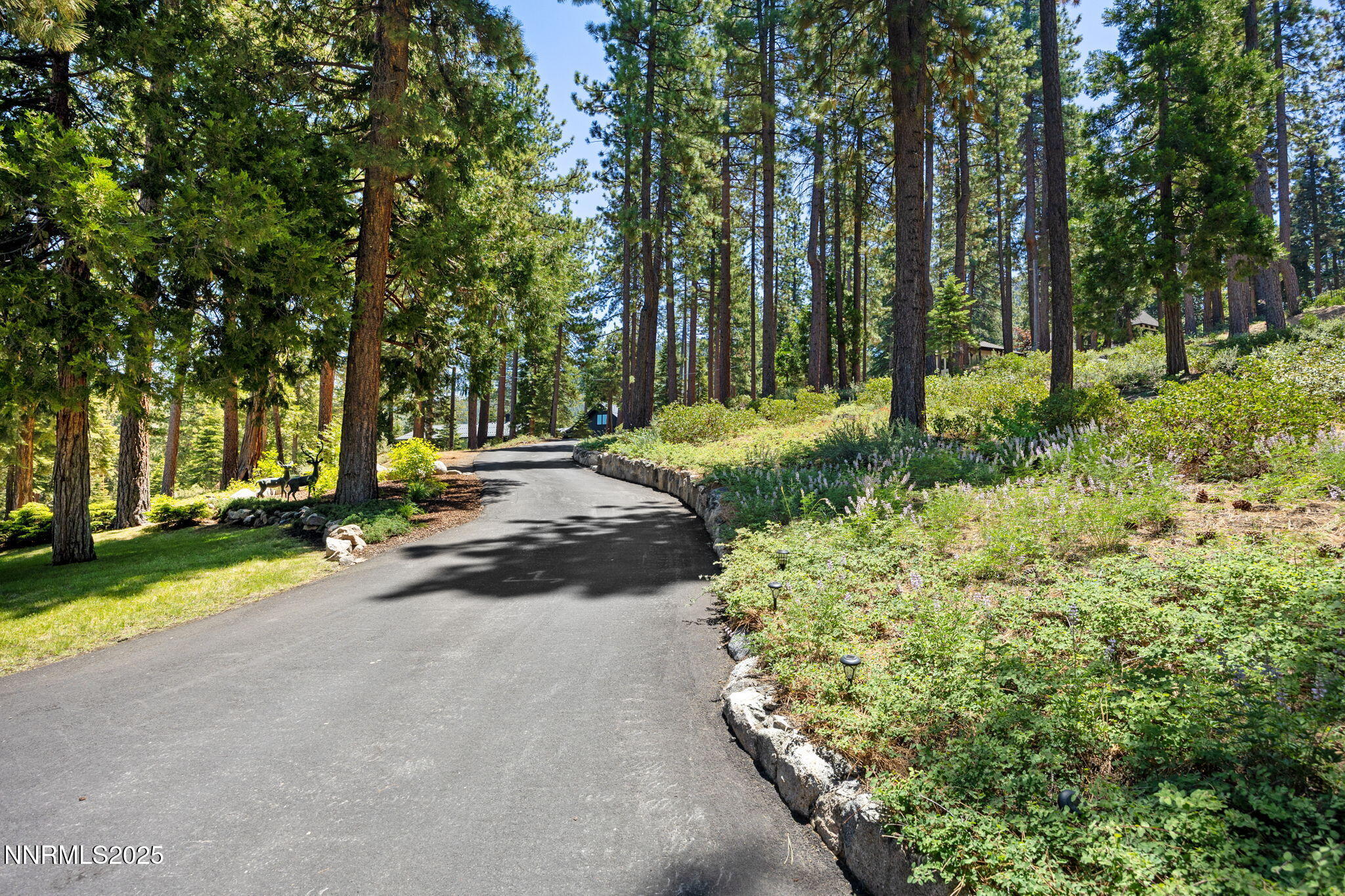 Paved Driveway through Trees
