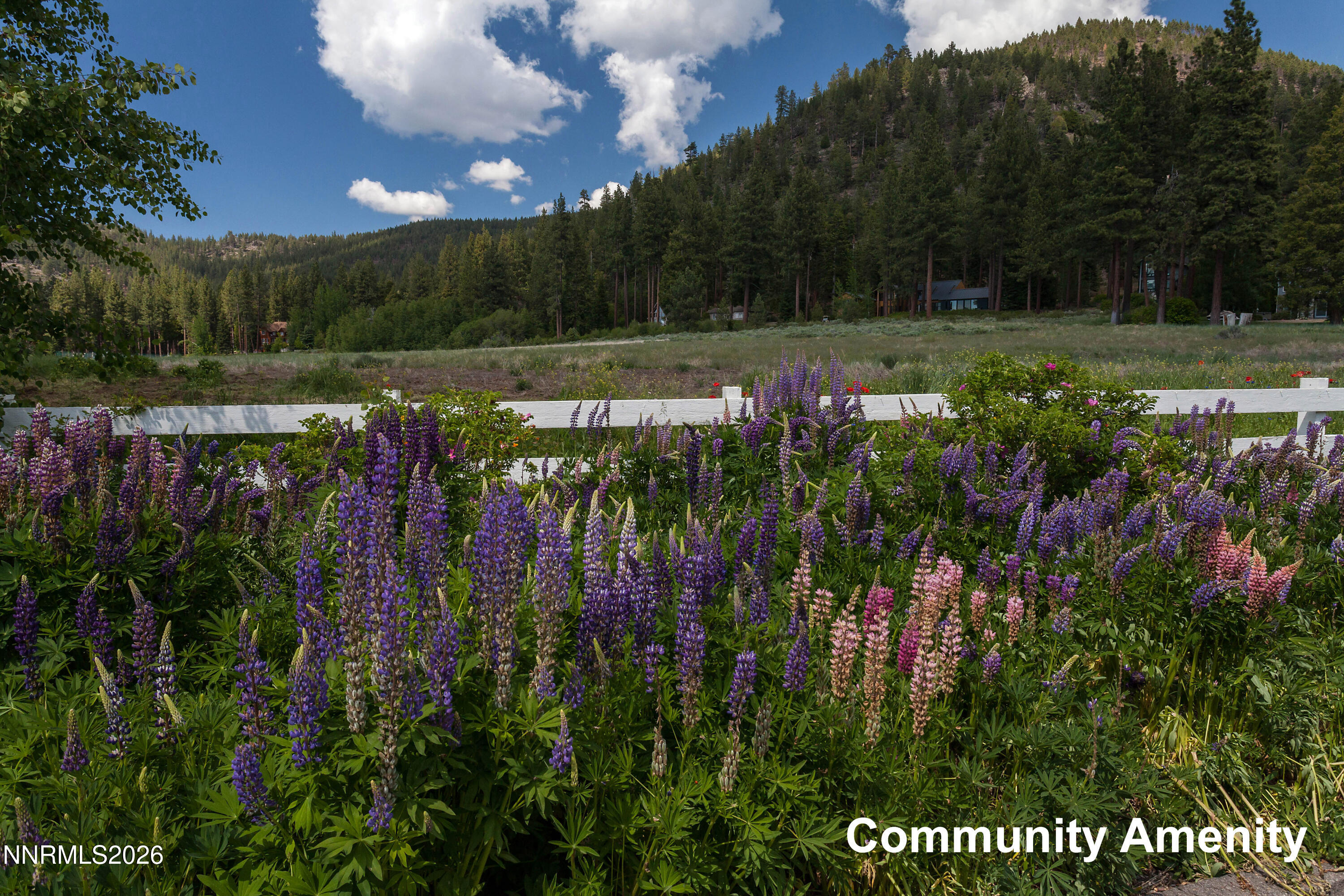 GB Meadow
