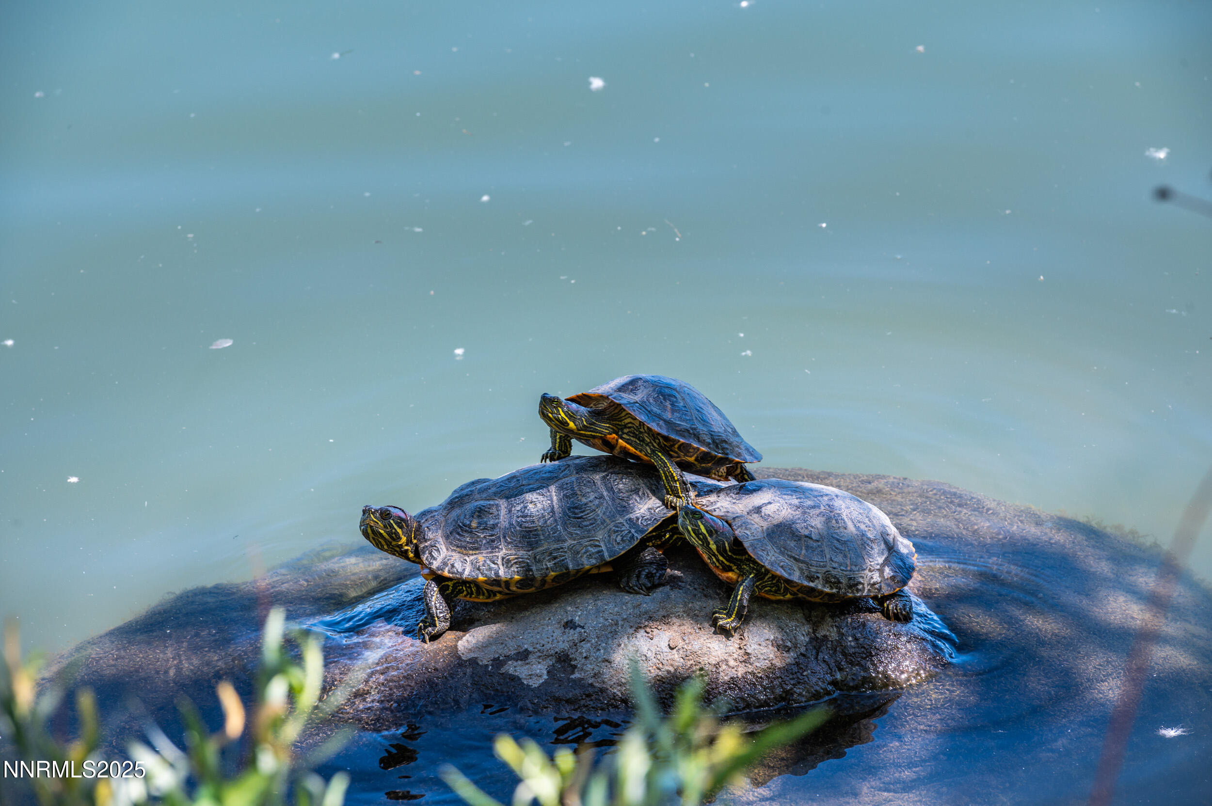 Lake Turtles