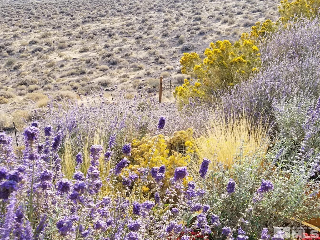 wildflowers