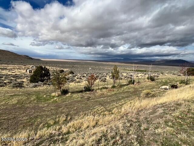 fish springs 11