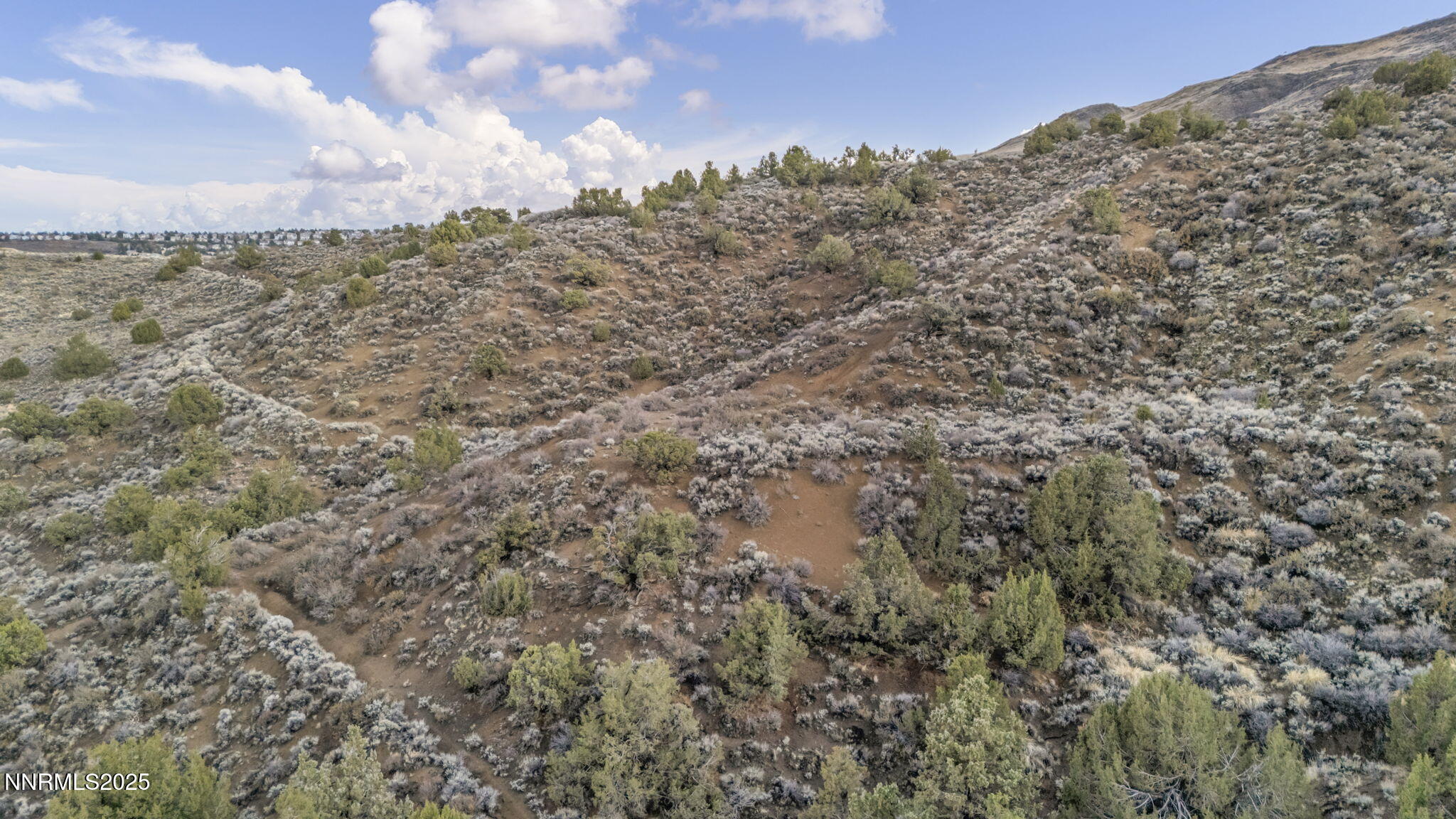 89-web-or-mls-woodchuck-cir