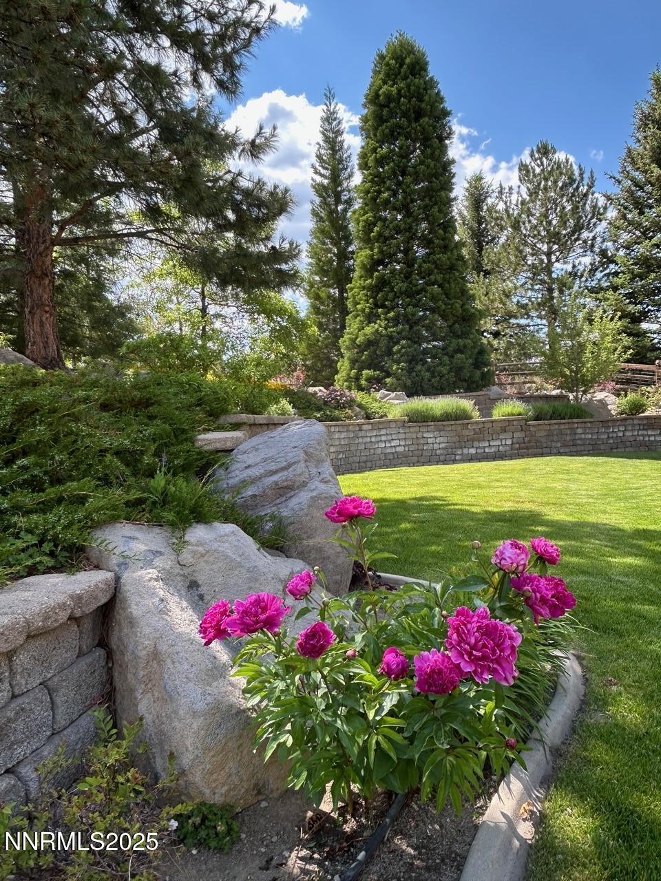 Black Eagle Backyard Kathy 3