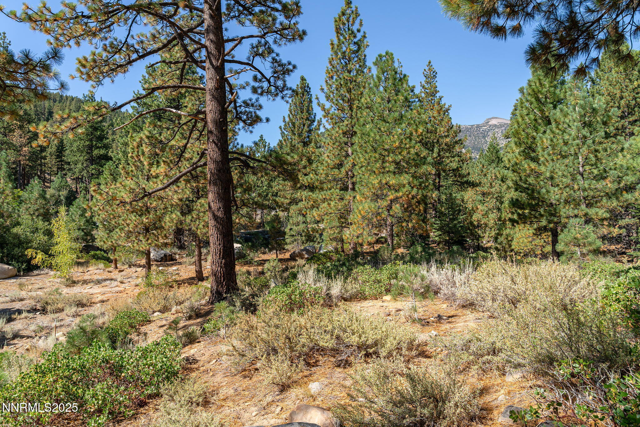 14-web-or-mls-_DSC3113