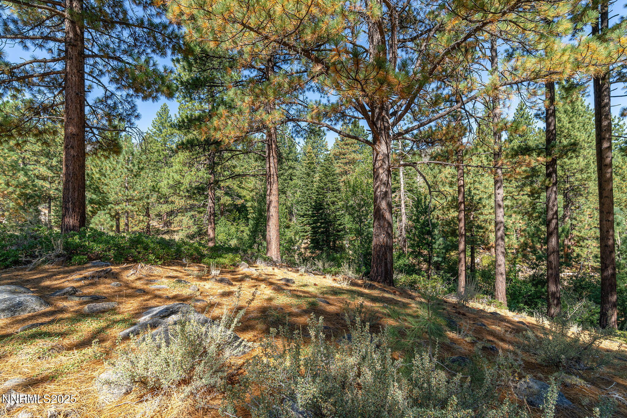 10-web-or-mls-_DSC3083