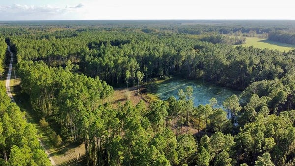 NE WATERS POND RD, TRENTON, FL 32693 - Image 81d2c501295d717128c2d8888dd2d0df/3140324548