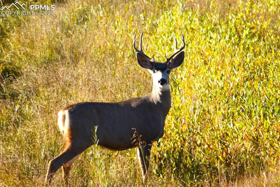 1185 County Road 734