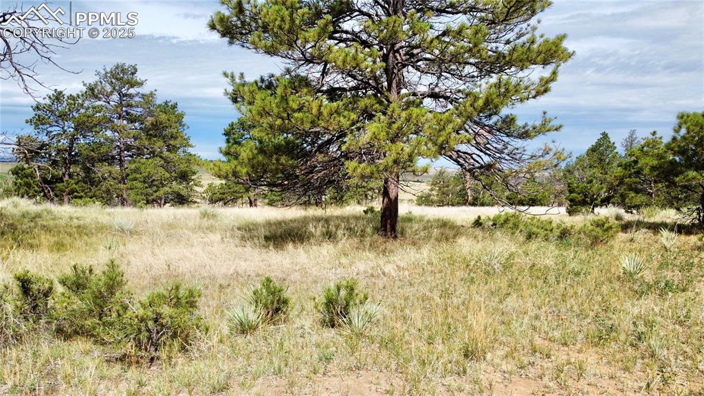 32041 Cattle Circle