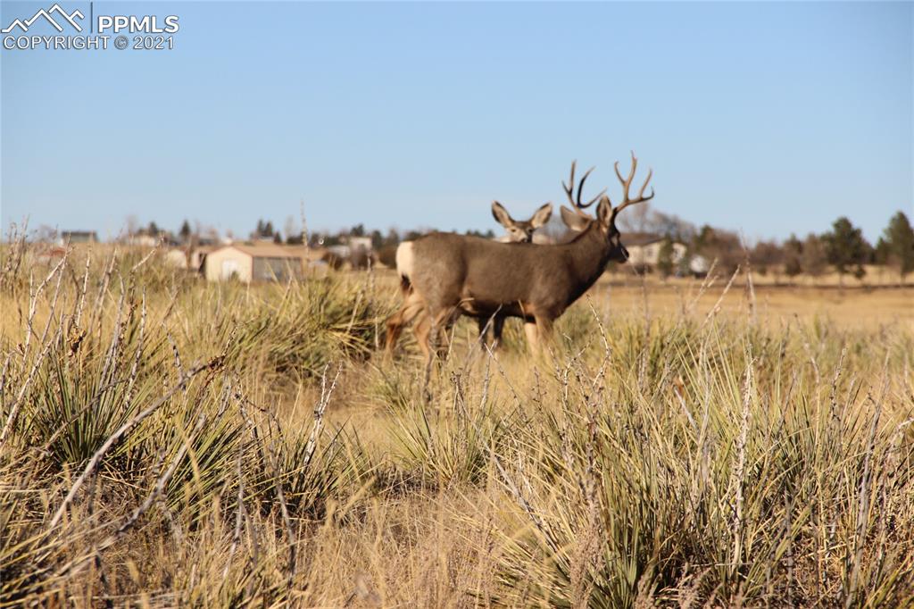 2907 S Solberg Court