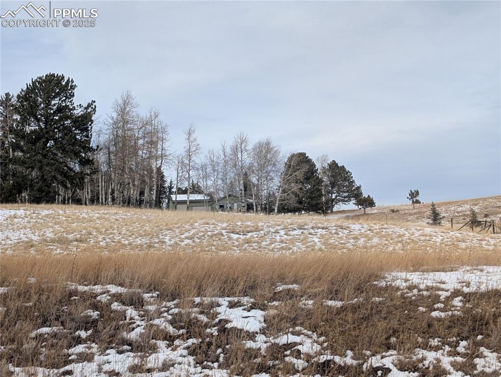 307 Pinaceae Heights