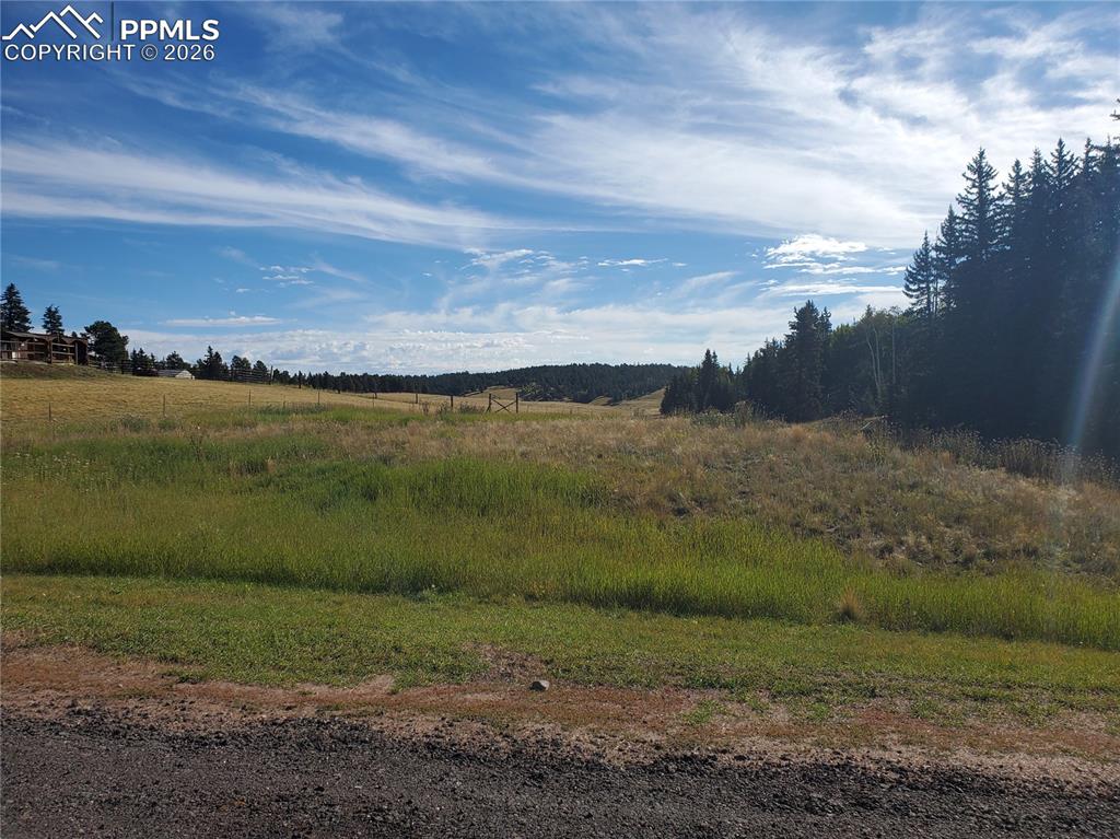 309 Pinaceae Heights
