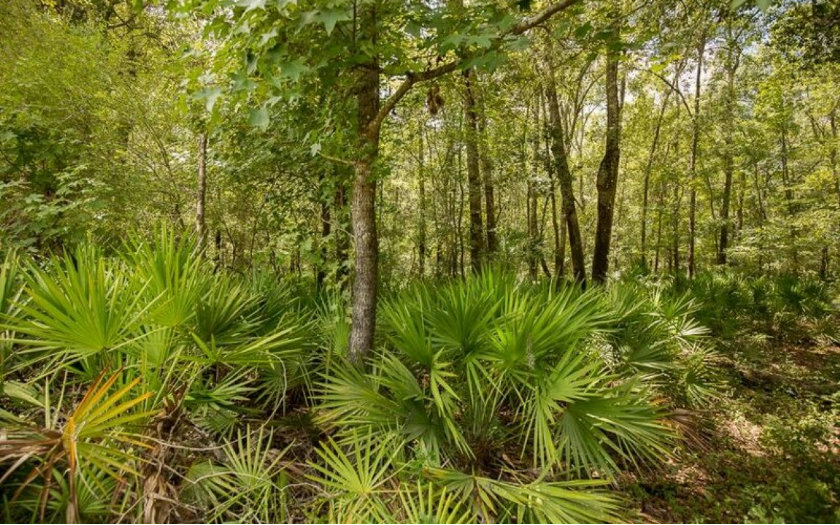 Photo 1 of 4 — TBD 229TH DRIVE, Live Oak 32060