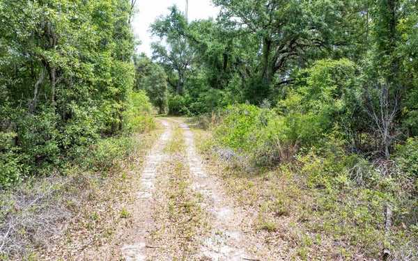 1285 SE KOON LAKE RD, MAYO, FL 32066 - Image a5d4afcb2e1dcbe494c70aeb30908912/760110490