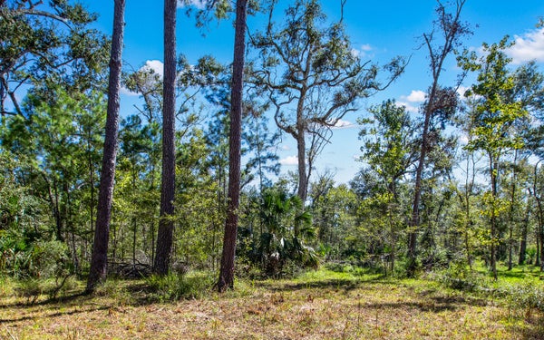143 SE YEARLING RD, MAYO, FL 32066 - Image dbfb2cb647669a08a8f0d653c8221b8d/195777245