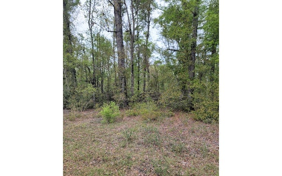 NW SOUTHERN OAK TER, JENNINGS, FL 32053 - Image df09be4ae01cd27cc9b8625623e4e7d8/2480633780