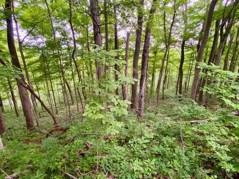 Vacant Land For Sale - 85 Pfeifer Road<br/> Manchester, OH 45144