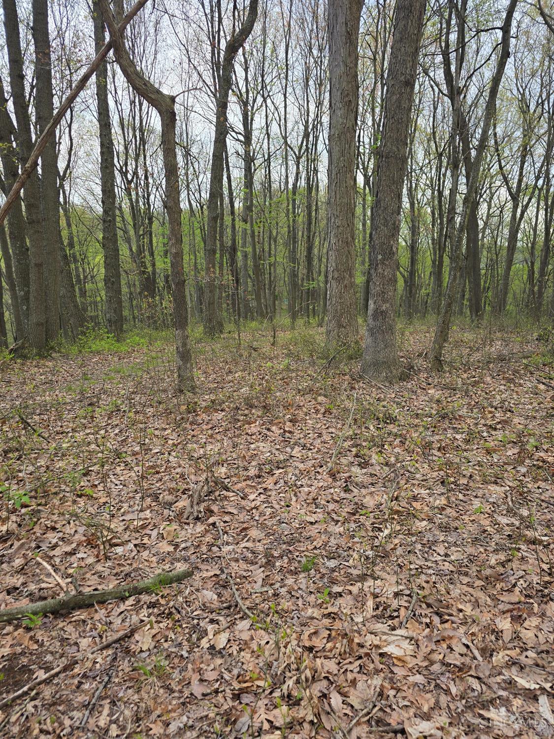 Hog Run Road, Stout, Ohio image 2