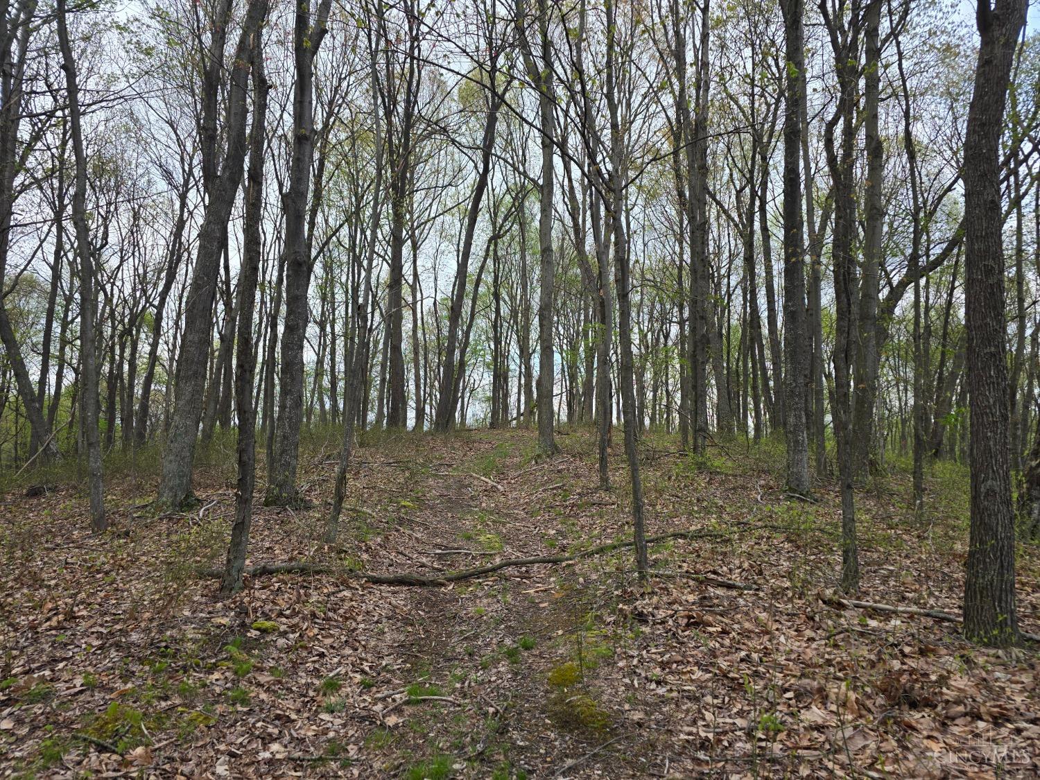 Hog Run Road, Stout, Ohio image 4